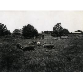 Piggery - Grazing paddocks and shelter shed [Hawkesbury Agricultural College (HAC)]