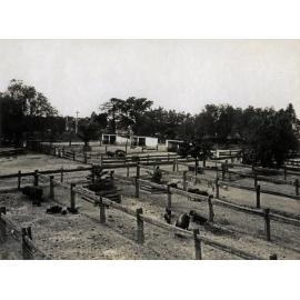 Piggery - sheds and yards [Hawkesbury Agricultural College (HAC)]