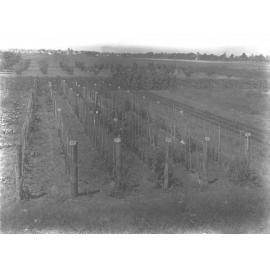 Experimental Plots: Staked tomatoes - looking toward Richmond [Hawkesbury Agricultural College (HAC)]