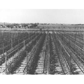 Experimental Plots: Staked tomatoes - looking towards Richmond [Hawkesbury Agricultural College (HAC)]