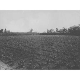 Orchard with vineyard in foreground, stone fruit & citrus trees further back & Registrar's residence in background [Hawkesbury Agricultural College (HAC)]