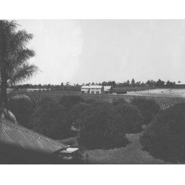 Washington Navel oranges planted (foreground), vineyards (in front of the Packing Shed) and pear trees (behind the building) [Hawkesbury Agricultural College (HAC)]