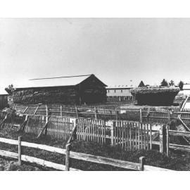 Fodder reserve sheds - beehive stack under construction [Hawkesbury Agricultural College (HAC)]