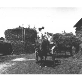 Beehive hay stack under construction - student holding horse (hitched to a hay wagon) in foreground [Hawkesbury Agricultural College (HAC)]