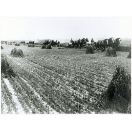 Students harvesting a crop using six three-horse teams drawing reaper and binder [Hawkesbury Agricultural College (HAC)]