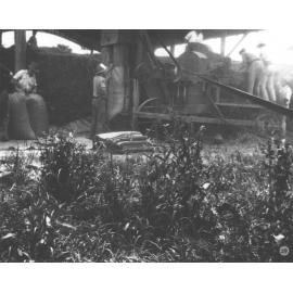 Students chaffing hay using a tractor for power [Hawkesbury Agricultural College (HAC)]