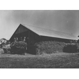 Students stacking hay into hay shed [Hawkesbury Agricultural College (HAC)]