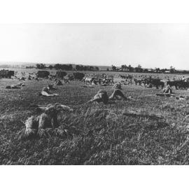 Four loaded carts and four empty ones ready to load hay stooks [Hawkesbury Agricultural College (HAC)]