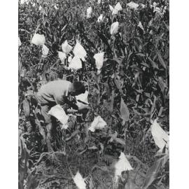 A student(?) placing bags over the top part of maize plants in the field [Hawkesbury Agricultural College (HAC)]