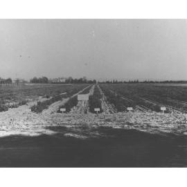 Experimental Plots: Trial plots with field peas [Hawkesbury Agricultural College (HAC)]