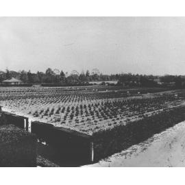Experimental Plots: Grass garden - brown top (or sugar) grass and coolan grass [Hawkesbury Agricultural College (HAC)]