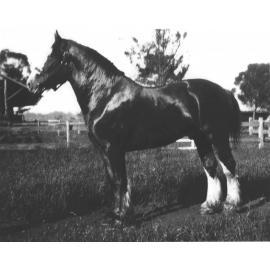 Clydesdale stallion ‘Chieftain’ standing in a paddock [Hawkesbury Agricultural College (HAC)]