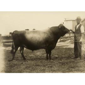 Dairy bull: 'Diamond King' - Unidentified man holding bull (Print 1 of 3) [Hawkesbury Agricultural College (HAC)]