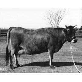 Dairy cow - 'Wagga Gladys' [Hawkesbury Agricultural College (HAC)]
