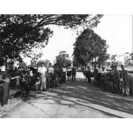 Staff & students standing by jersey calves, heifers and bull [Hawkesbury Agricultural College (HAC)]