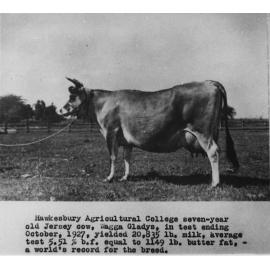 Dairy cow - 'Wagga Gladys', champion dairy producer [Hawkesbury Agricultural College (HAC)]