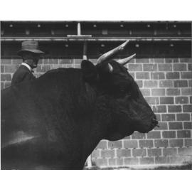 Dairy bull - close-up of head and shoulders - man with hat behind [Hawkesbury Agricultural College (HAC)]
