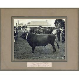 Diploma Day - Showing Jersey bull Asters Diamond King [Hawkesbury Agricultural College (HAC)]