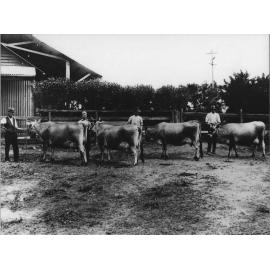 Dairy cows: high-producing cows in College stud - each cow with a handler [Hawkesbury Agricultural College (HAC)]