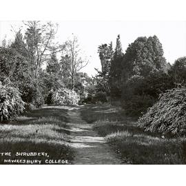 Path in shrubbery - Shrubbery lay West of Avenue and opposite Western tower wing [Hawkesbury Agricultural College (HAC)]
