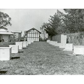 Apiary Building & Hives [Hawkesbury Agricultural College (HAC)]