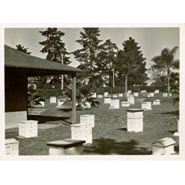 Apiary buildings and hives [Hawkesbury Agricultural College (HAC)] - Print 2 of 2